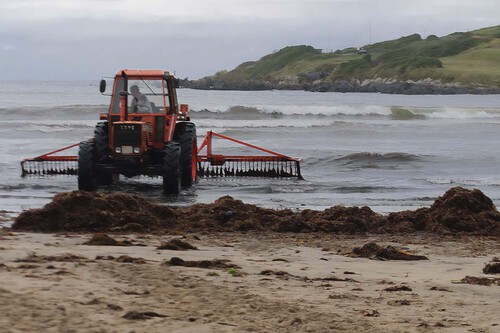 Llevábamos años buscando cómo eliminar el alga invasora de Cádiz. Al final la mejor solución no era eliminarla, sino convertirla en energía