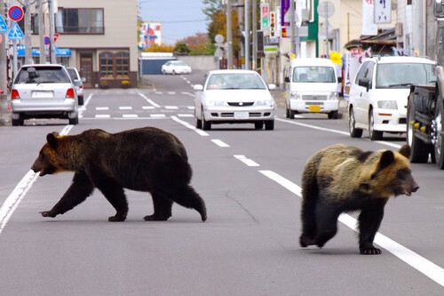 Los osos de Japón han aprendido a abrir las puertas, así que para evitar sus ataques les ha tocado reinventarlas